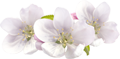 Sirops_bio_besançon