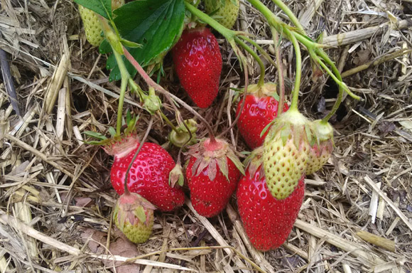 Sirops_bio_besançon